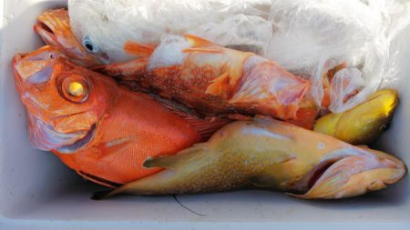 第二龍勢丸 釣果