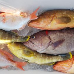 第二龍勢丸 釣果