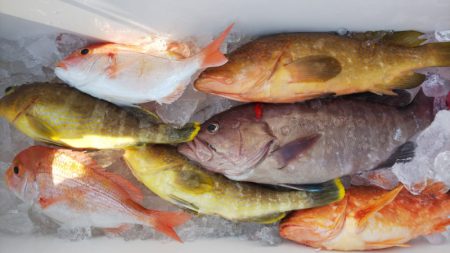 第二龍勢丸 釣果