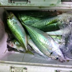 海龍丸(石川) 釣果