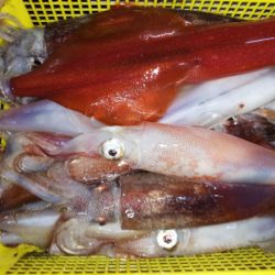 第二龍勢丸 釣果