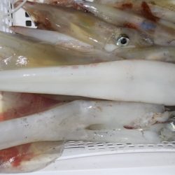 第二龍勢丸 釣果