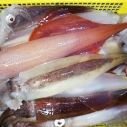 第二龍勢丸 釣果