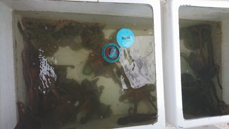 遊漁船　家入 釣果