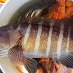 第二龍勢丸 釣果