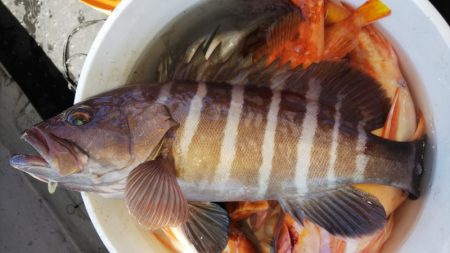 第二龍勢丸 釣果