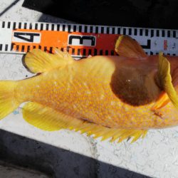 第二龍勢丸 釣果