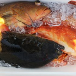 第二龍勢丸 釣果