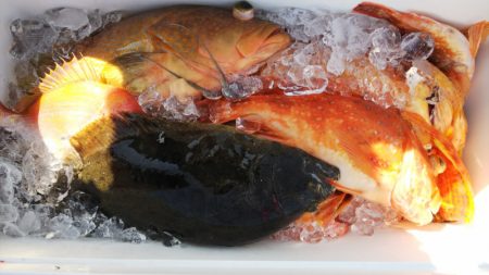 第二龍勢丸 釣果