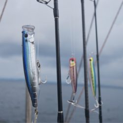 渡船屋たにぐち 釣果