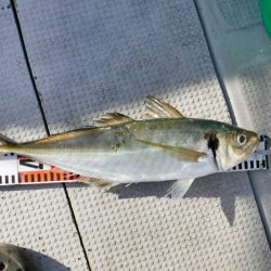 ブルースフィッシングサービス 釣果