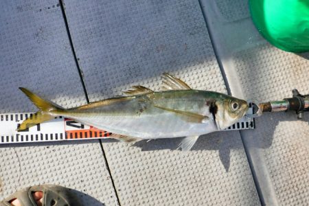 ブルースフィッシングサービス 釣果