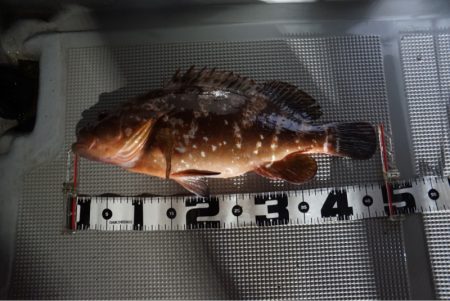 Chase（チェイス） 釣果