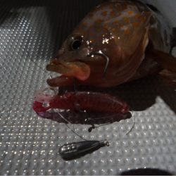 Chase（チェイス） 釣果