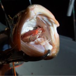 Chase（チェイス） 釣果