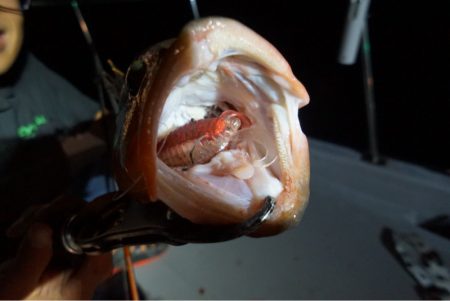 Chase（チェイス） 釣果