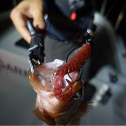 Chase（チェイス） 釣果