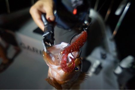 Chase（チェイス） 釣果