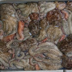 遊漁船 家入 釣果