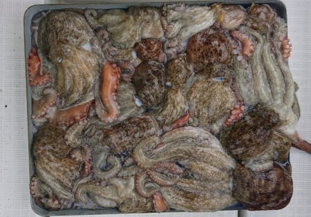 遊漁船 家入 釣果