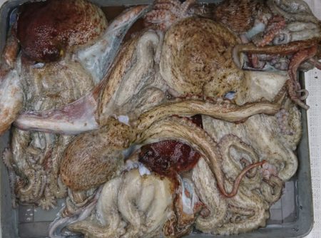 遊漁船 家入 釣果