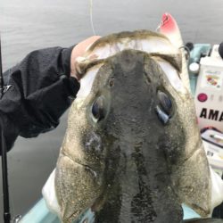 アマテラス 釣果