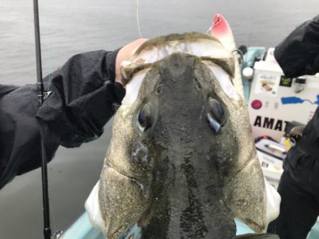 アマテラス 釣果