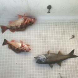 海坊主Ｖ 釣果