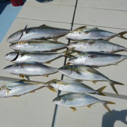 きずなまりん 釣果