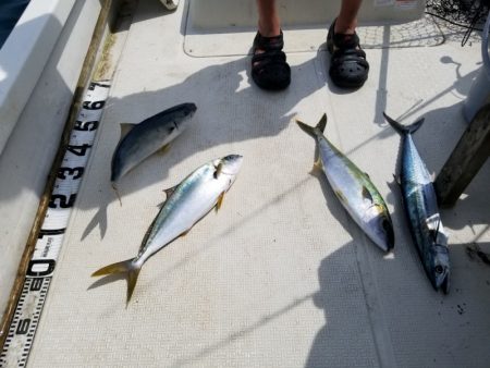 アマテラス 釣果