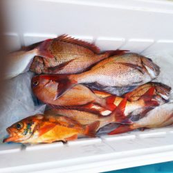 ブルドック 釣果