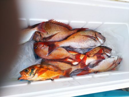 ブルドック 釣果