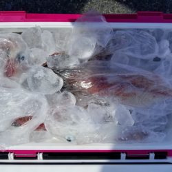 ソルトウォーターガイドフレンズ 釣果