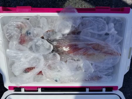 ソルトウォーターガイドフレンズ 釣果