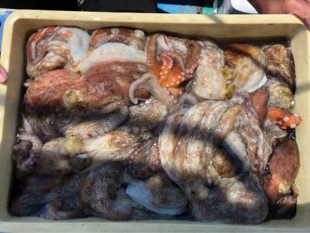 ヤザワ渡船 釣果