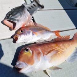 アマテラス 釣果