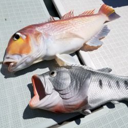 アマテラス 釣果