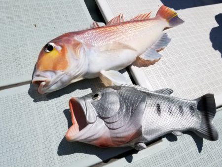 アマテラス 釣果