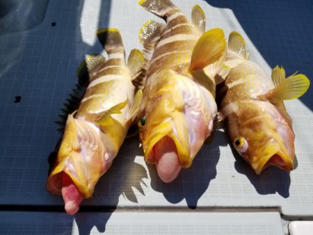 アマテラス 釣果