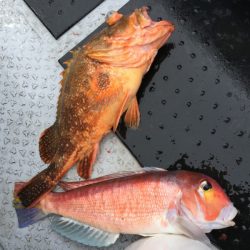 第二龍勢丸 釣果