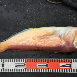 第二龍勢丸 釣果