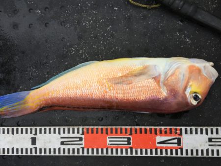 第二龍勢丸 釣果