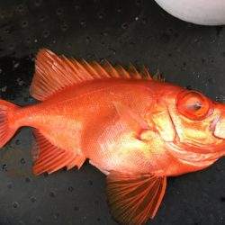 第二龍勢丸 釣果