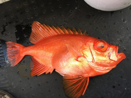 第二龍勢丸 釣果