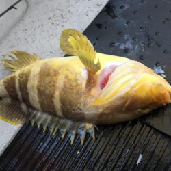 第二龍勢丸 釣果