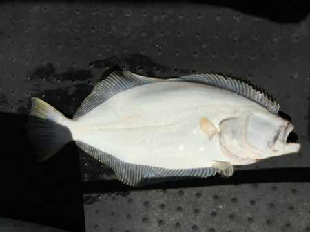 第二龍勢丸 釣果