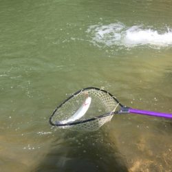 白州トラウトフィッシングエリア　シルフ 釣果