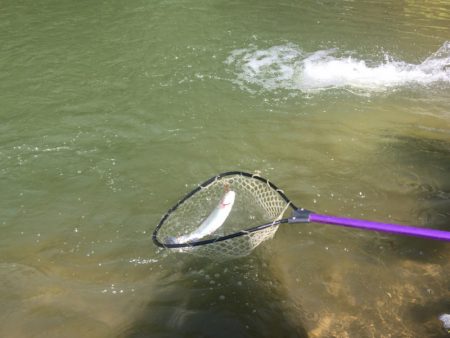 白州トラウトフィッシングエリア　シルフ 釣…