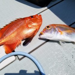 アマテラス 釣果