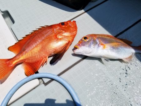 アマテラス 釣果